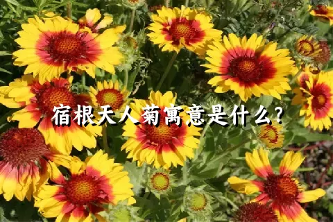 宿根天人菊寓意是什么？
