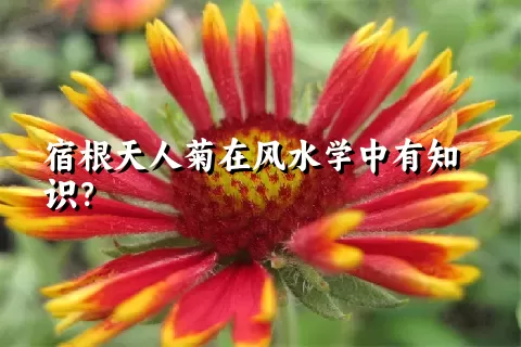 宿根天人菊在风水学中有知识？