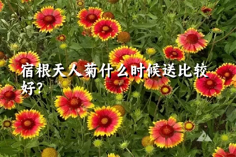 宿根天人菊什么时候送比较好？