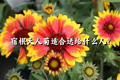 宿根天人菊适合送给什么人？