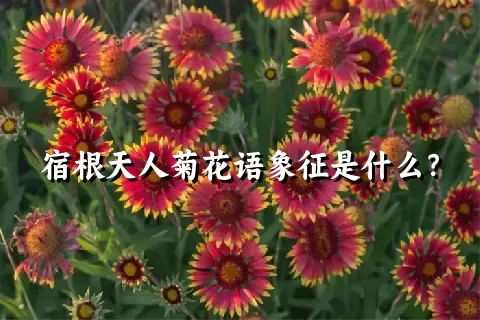 宿根天人菊花语象征是什么？