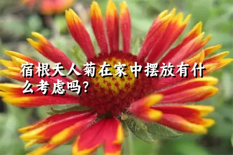 宿根天人菊在家中摆放有什么考虑吗？
