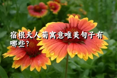 宿根天人菊寓意唯美句子有哪些？