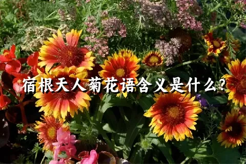 宿根天人菊花语含义是什么？