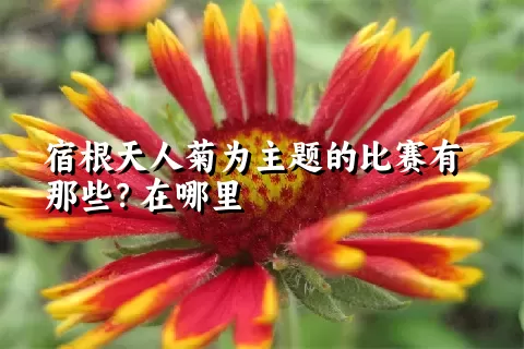 宿根天人菊为主题的比赛有那些？在哪里