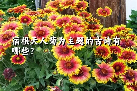 宿根天人菊为主题的古诗有哪些？