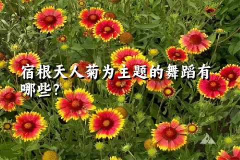 宿根天人菊为主题的舞蹈有哪些？
