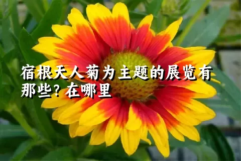 宿根天人菊为主题的展览有那些？在哪里