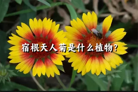 宿根天人菊是什么植物？
