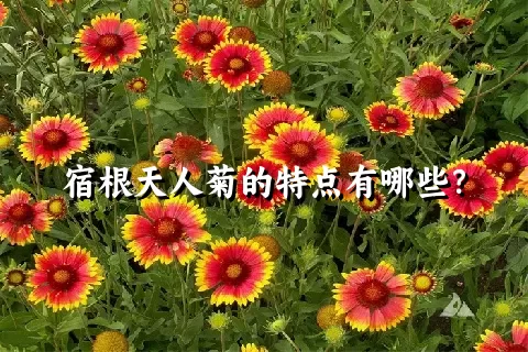 宿根天人菊的特点有哪些？