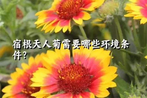 宿根天人菊需要哪些环境条件？