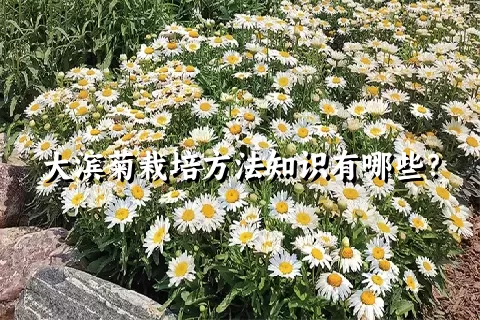 大滨菊栽培方法知识有哪些？