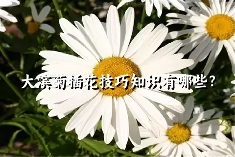 大滨菊插花技巧知识有哪些？