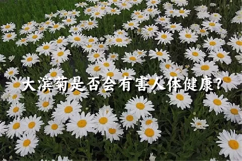 大滨菊是否会有害人体健康？
