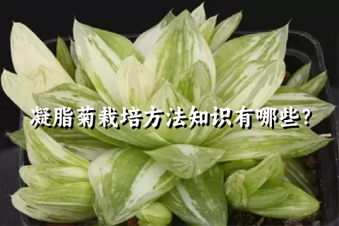 凝脂菊栽培方法知识有哪些？