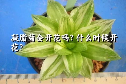 凝脂菊会开花吗？什么时候开花？