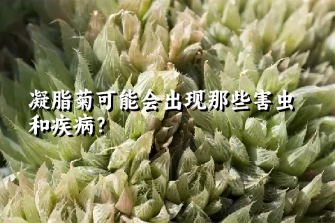 凝脂菊可能会出现那些害虫和疾病？