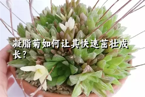 凝脂菊如何让其快速茁壮成长？