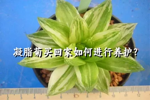 凝脂菊买回家如何进行养护？