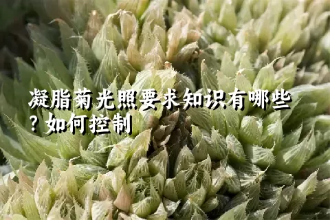 凝脂菊光照要求知识有哪些？如何控制