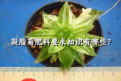 凝脂菊肥料要求知识有哪些？