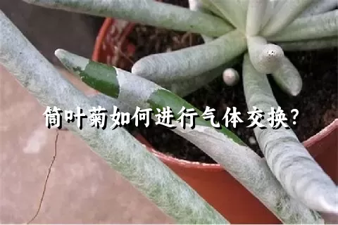 筒叶菊如何进行气体交换？