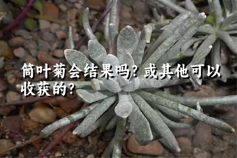 筒叶菊会结果吗？或其他可以收获的？