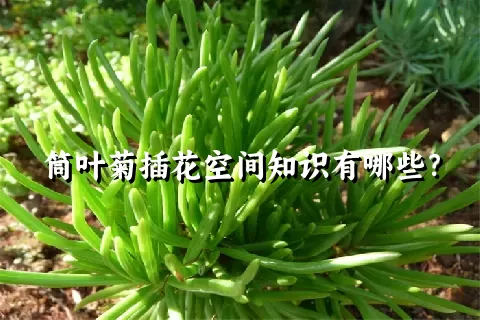 筒叶菊插花空间知识有哪些？