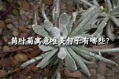 筒叶菊寓意唯美句子有哪些？