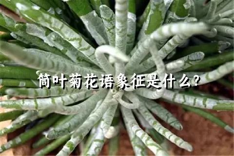 筒叶菊花语象征是什么？