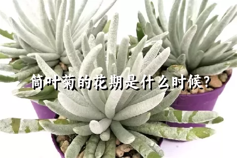 筒叶菊的花期是什么时候？