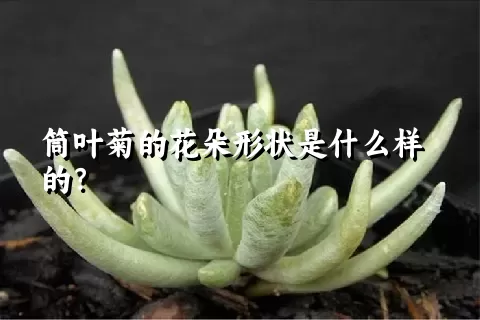 筒叶菊的花朵形状是什么样的？