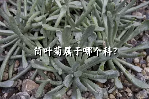 筒叶菊属于哪个科？