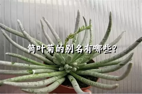 筒叶菊的别名有哪些？