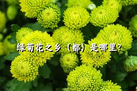 绿菊花之乡（都）是哪里？