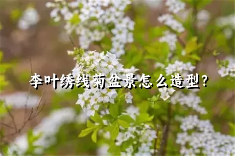 李叶绣线菊盆景怎么造型？