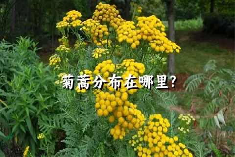 菊蒿分布在哪里?