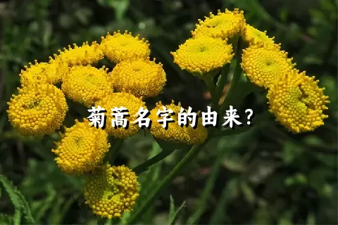 菊蒿名字的由来？