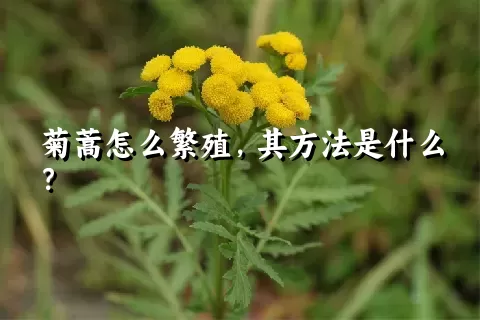 菊蒿怎么繁殖，其方法是什么？