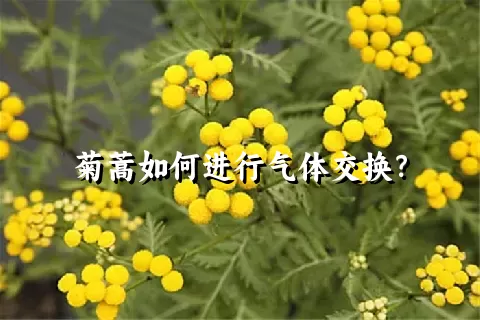菊蒿如何进行气体交换？