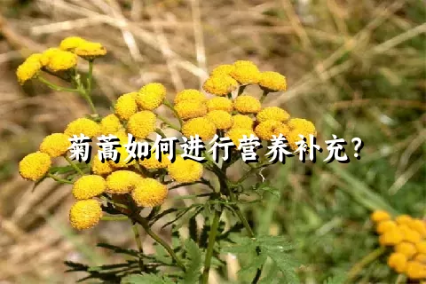 菊蒿如何进行营养补充？