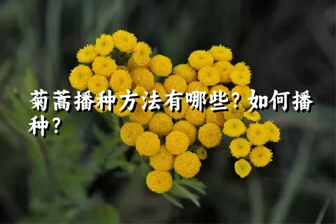 菊蒿播种方法有哪些？如何播种？