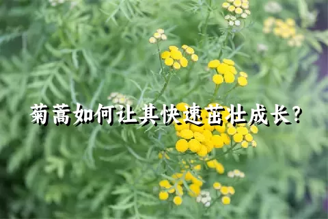 菊蒿如何让其快速茁壮成长？