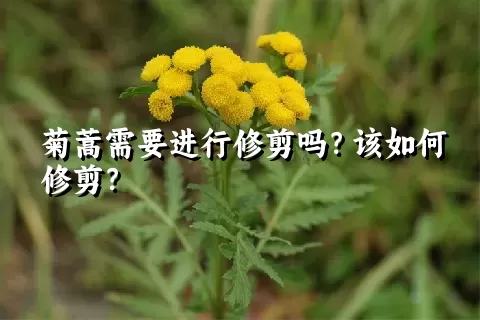 菊蒿需要进行修剪吗？该如何修剪？