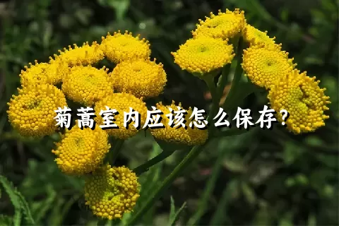 菊蒿室内应该怎么保存？