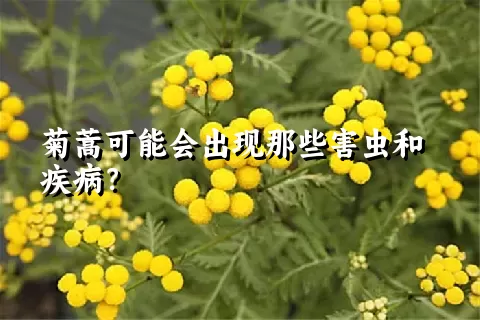 菊蒿可能会出现那些害虫和疾病？