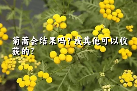 菊蒿会结果吗？或其他可以收获的？