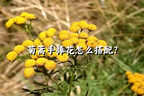 菊蒿手捧花怎么搭配？