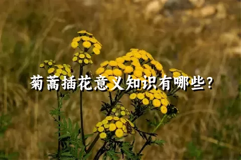 菊蒿插花意义知识有哪些？