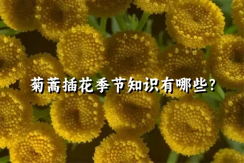 菊蒿插花季节知识有哪些？